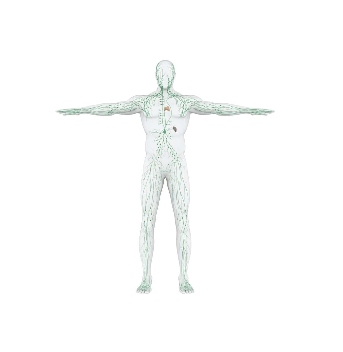 Corpo umano con sistema nervoso e linfatico evidenziati, rappresentazione anatomica dettagliata.