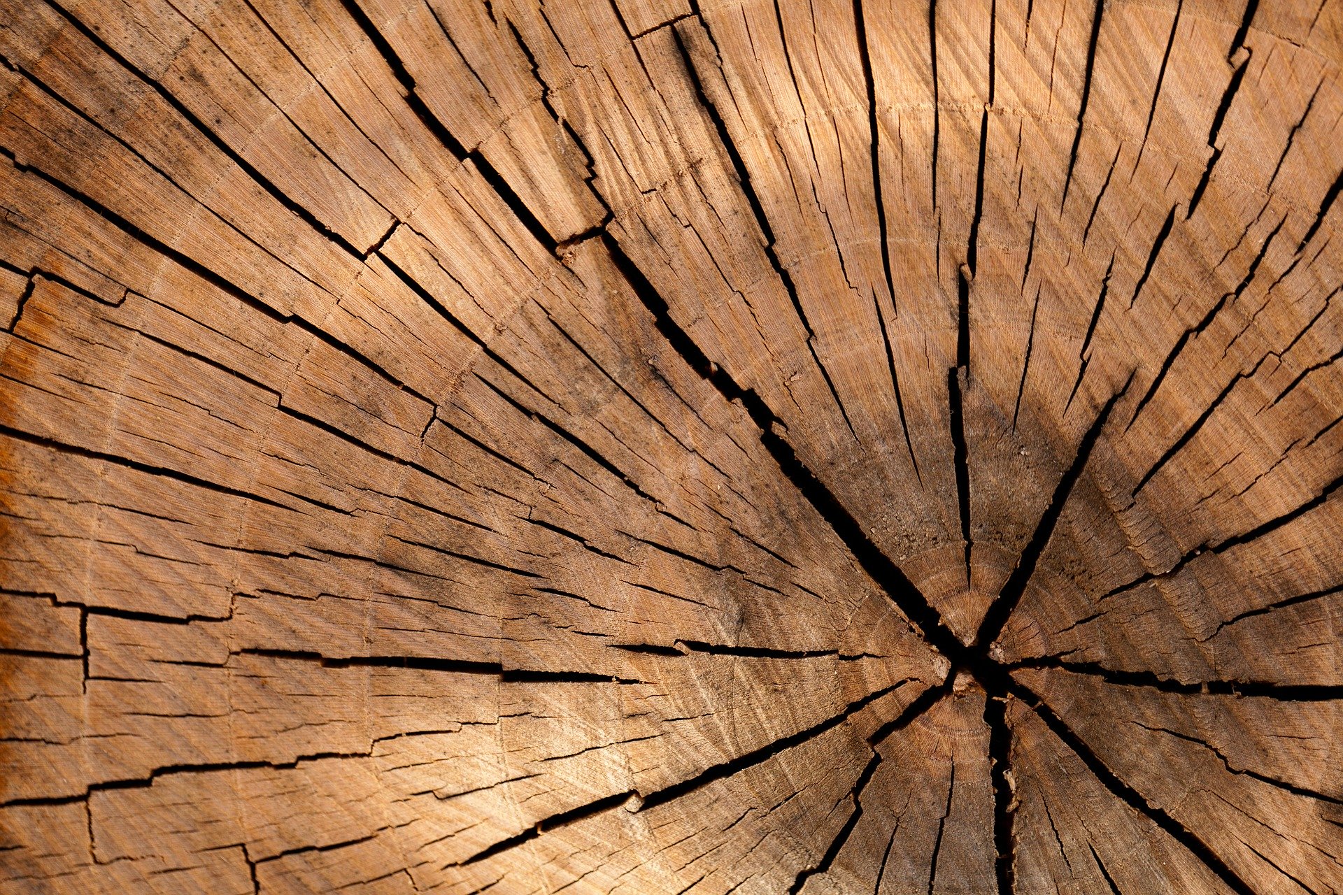 Elemento legno nella riflessologia plantare