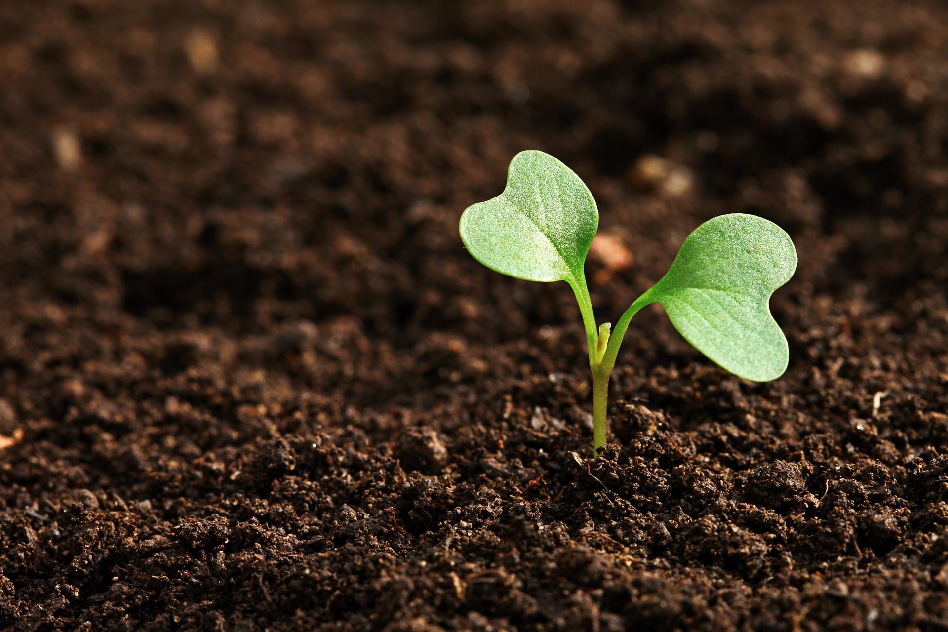 Elemento terra nella riflessologia plantare