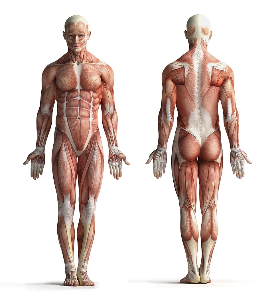 Corso anatomia palpatoria Firenze