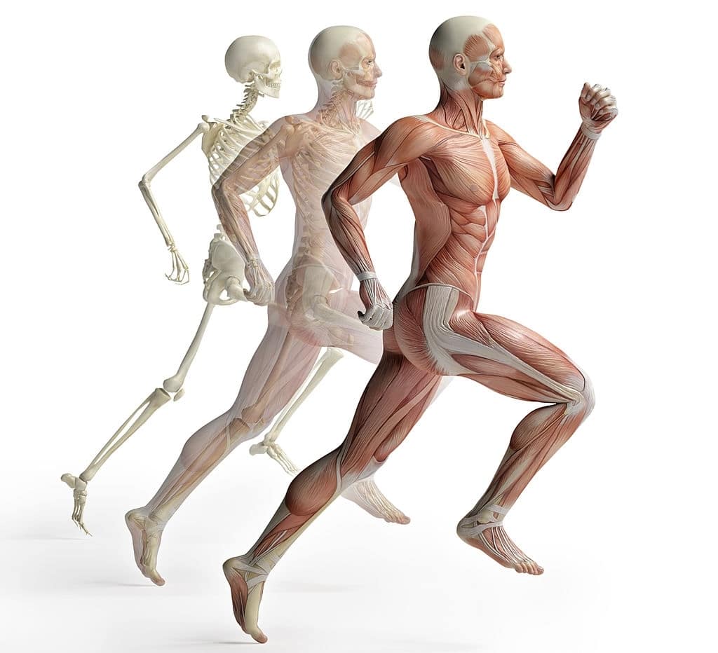 Corso di anatomia palpatoria Potenza
