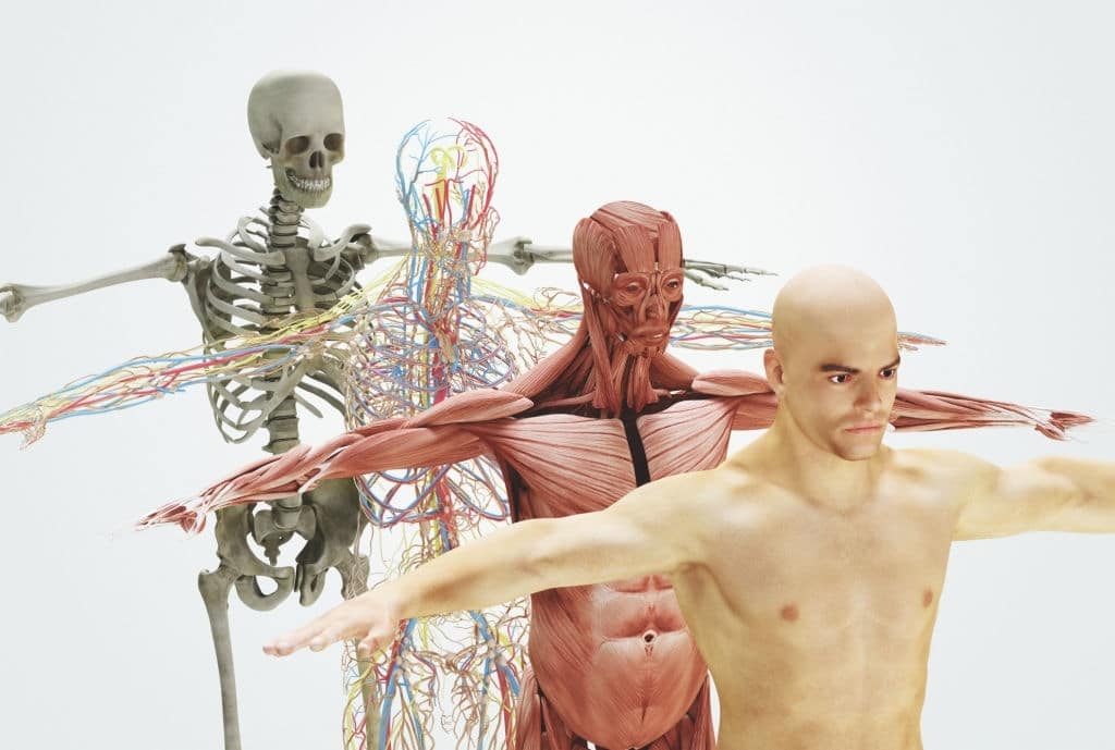 Corso di anatomia palpatoria Reggio Calabria