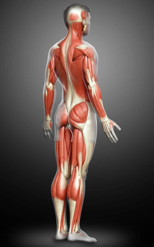 Corso di anatomia palpatoria Cagliari