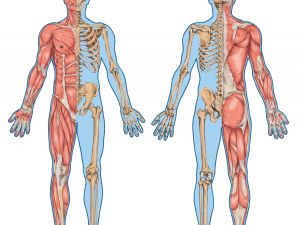 Corso di Anatomia Palpatoria