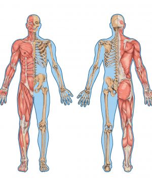 Corso di Anatomia Palpatoria