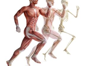 Corso di Anatomia Palpatoria