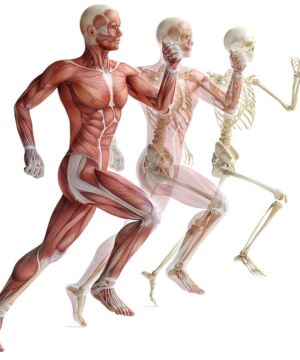 Corso di Anatomia Palpatoria