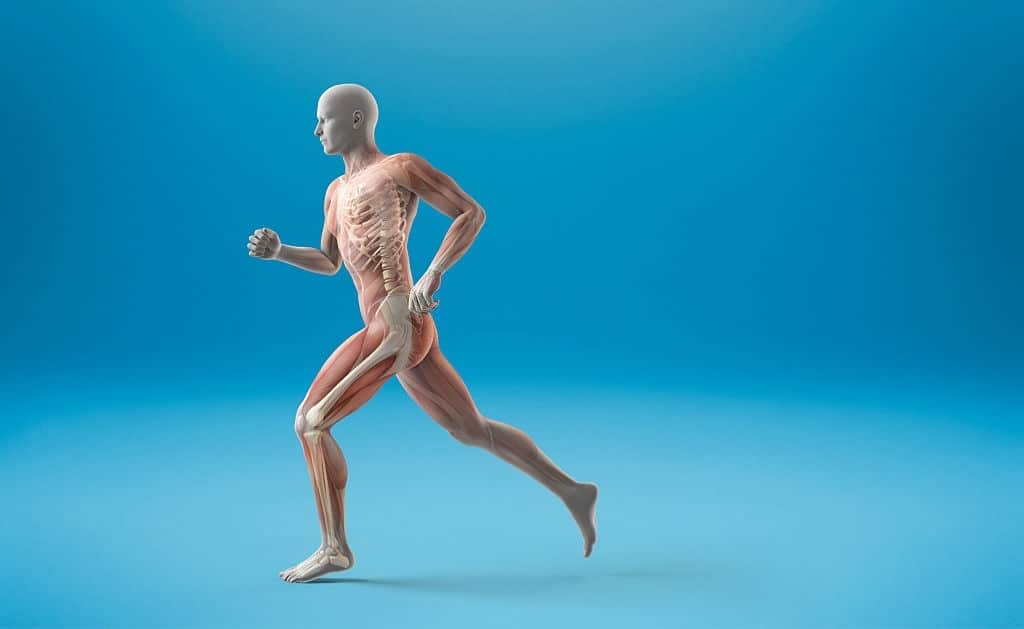 Corso di anatomia palpatoria Genova
