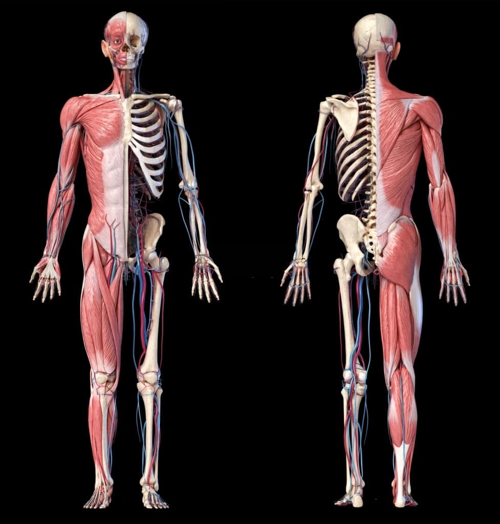 Corso di anatomia palpatoria Bologna