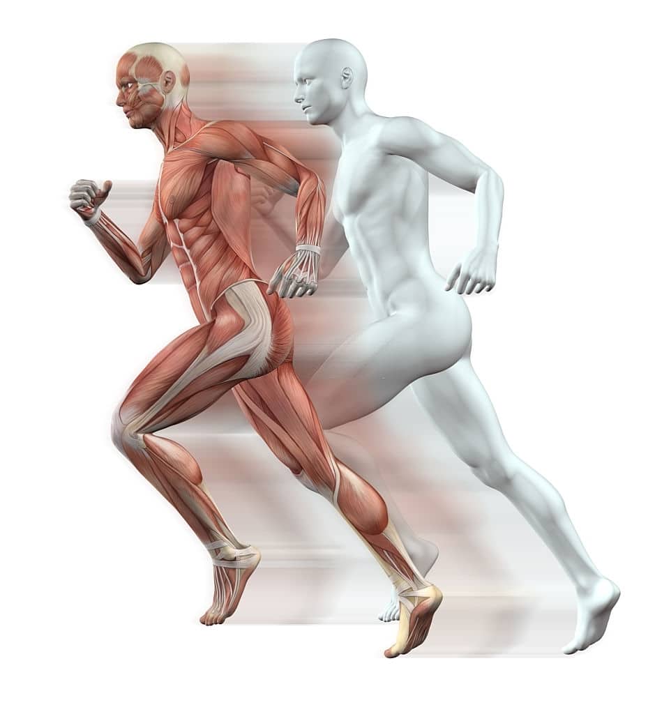 Corso di anatomia palpatoria ad Ancona
