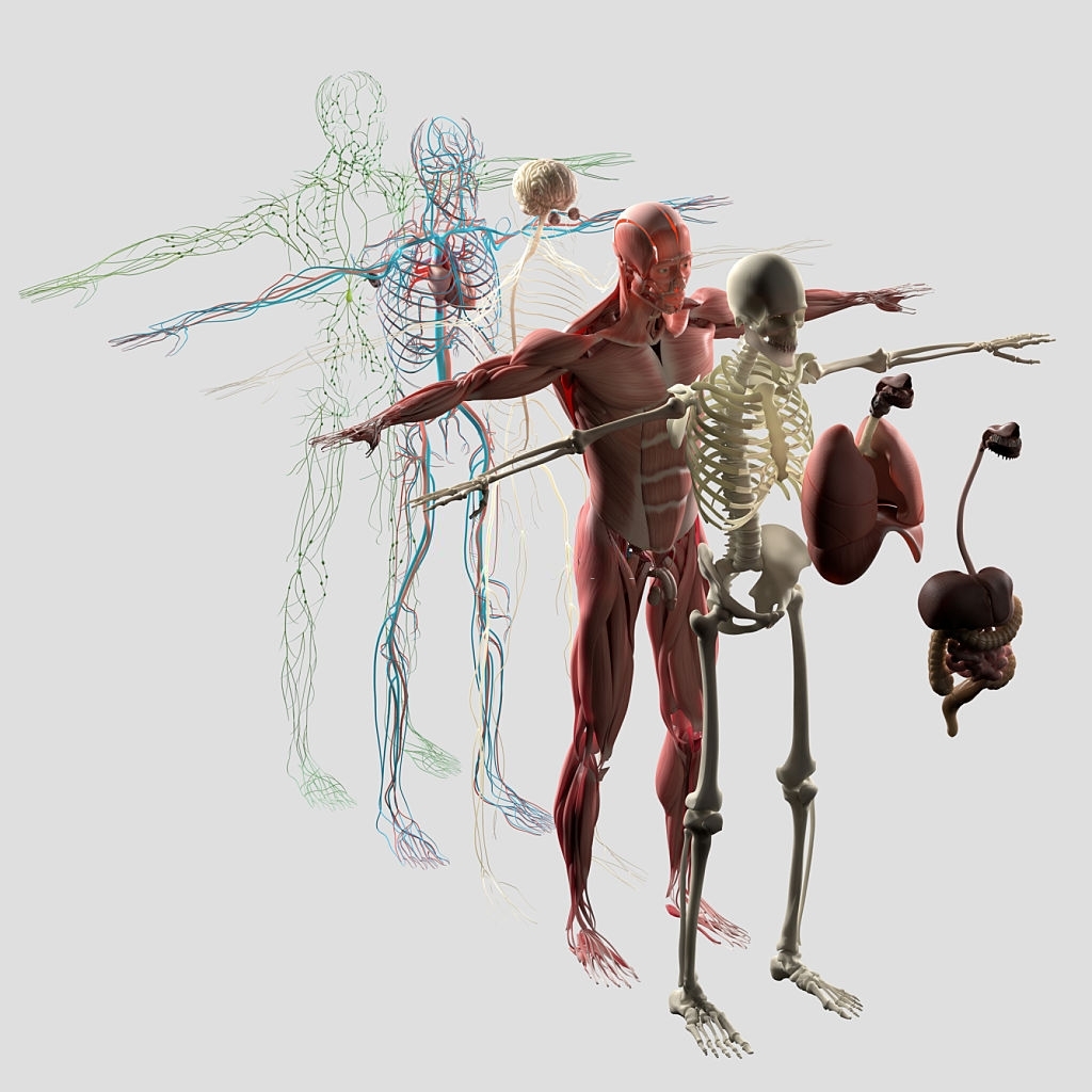 Anatomia corpo umano