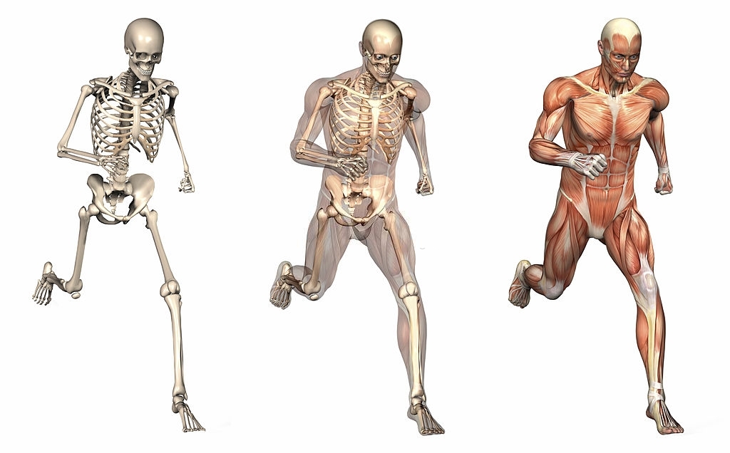 Corso di anatomia palpatoria a Treviso