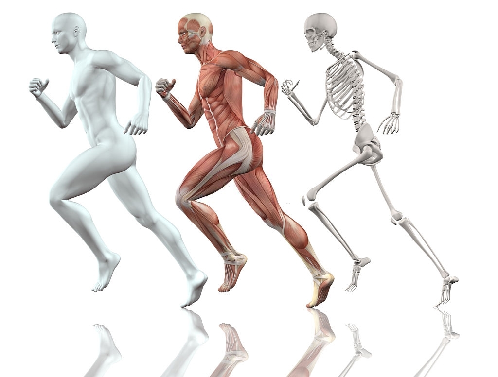 Corso di anatomia palpatoria a Latina