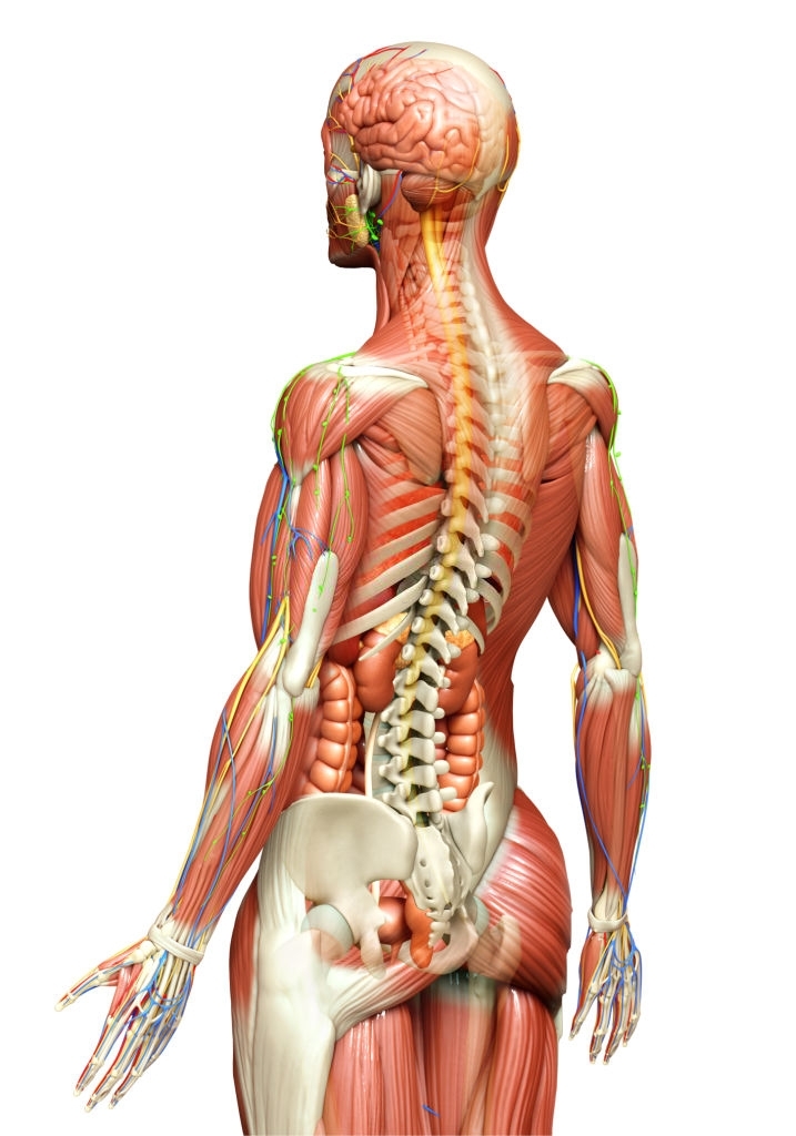 Corso Anatomia Palpatoria Trieste