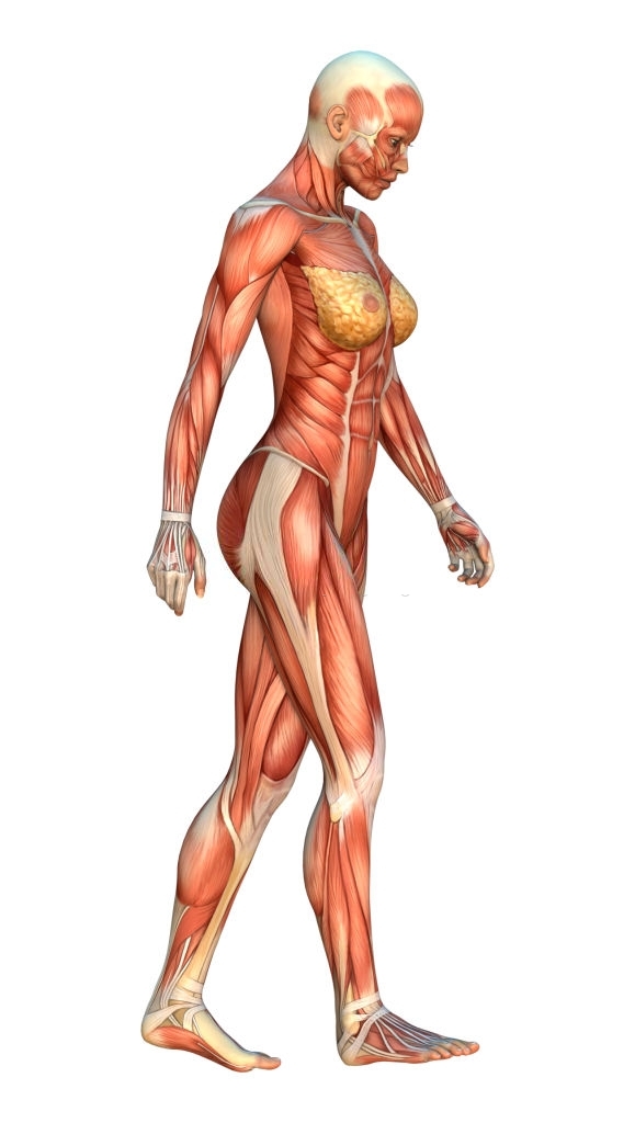 Corso di anatomia palpatoria Rimini
