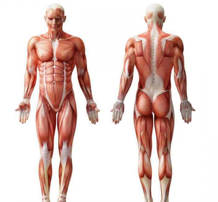 Anatomia corpo umano: i muscoli