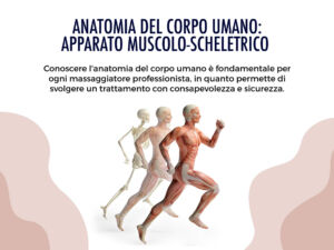 Anatomia corpo umano: apparato muscolo-scheletrico