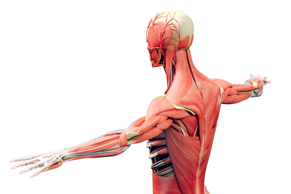 Corso di anatomia palpatoria Palermo
