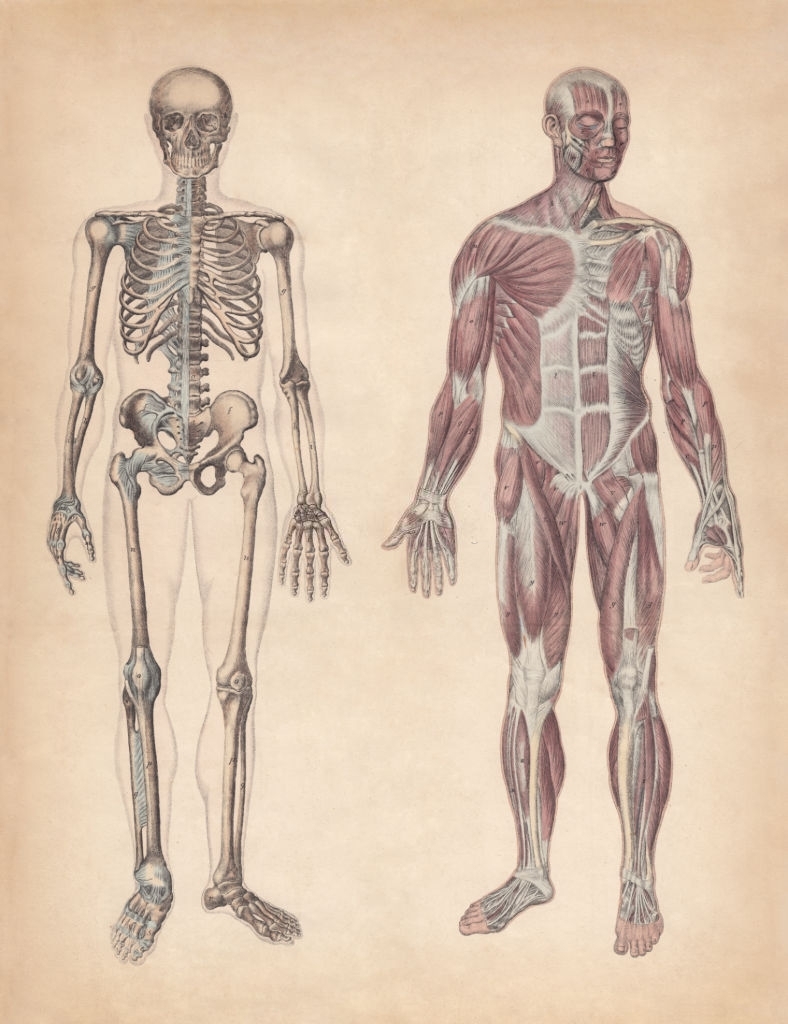 Corso di anatomia palpatoria Verona
