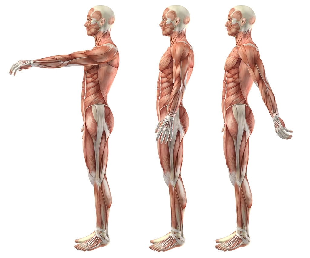 Corso di anatomia palpatoria Piacenza