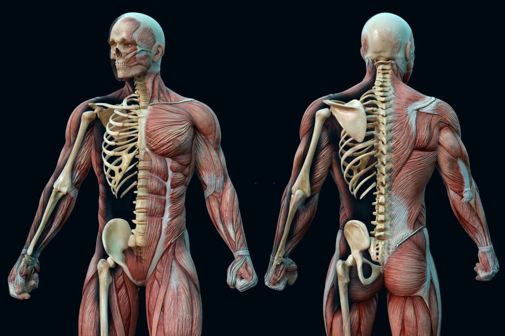 Corso di anatomia palpatoria ad Ancona