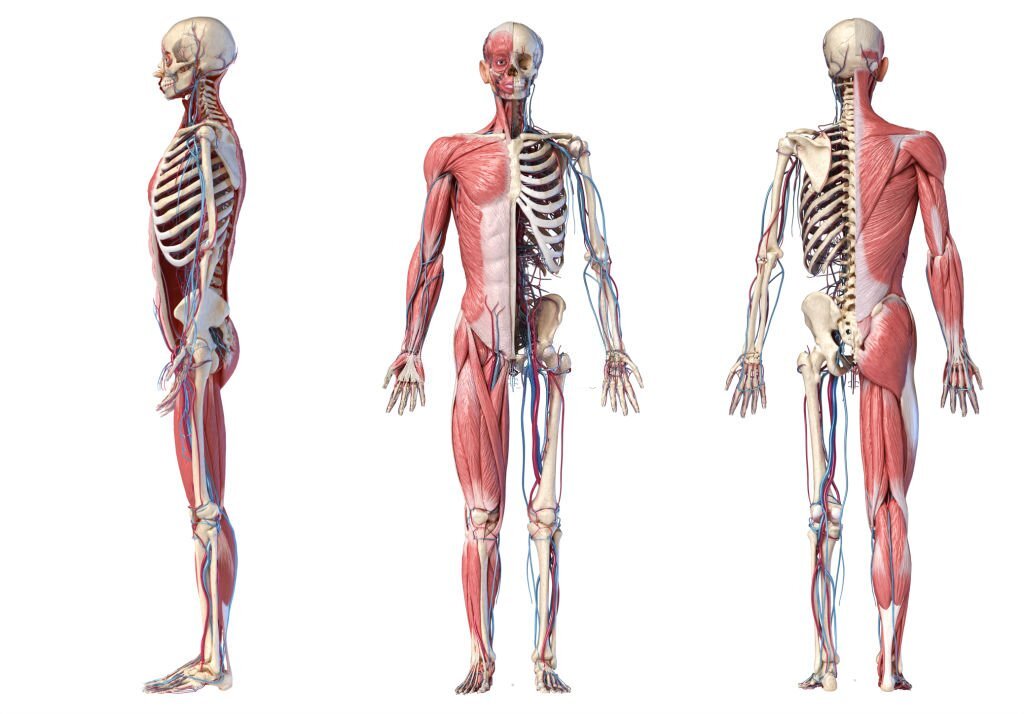 Corso di anatomia palpatoria a L'Aquila