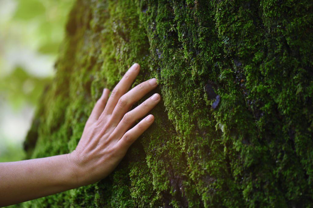 Il corso ayurveda ad Ancona: la natura che si esprime