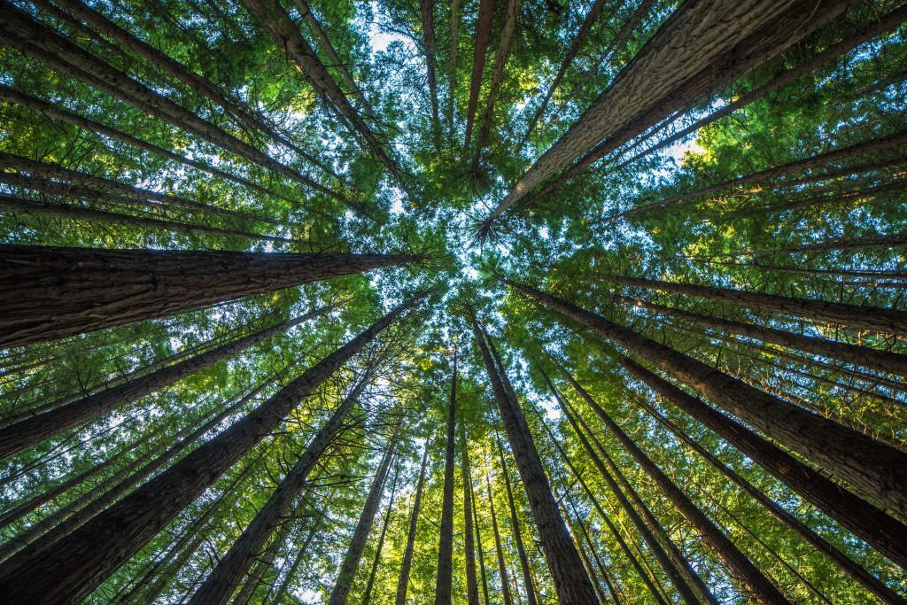 Corso Ayurveda a Firenze: la natura che si esprime