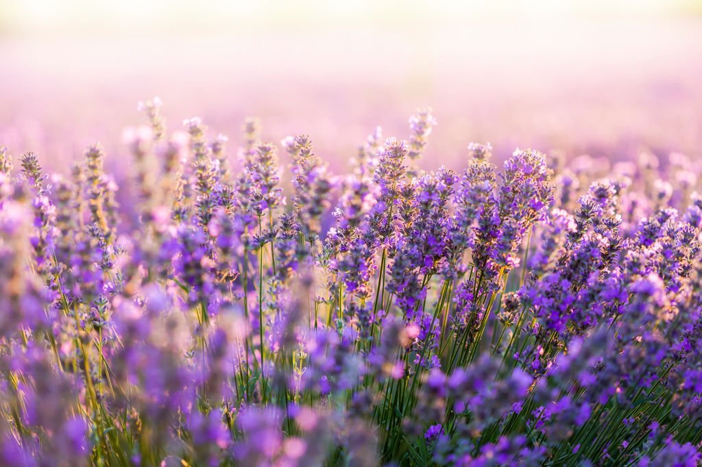 La bellezza della natura