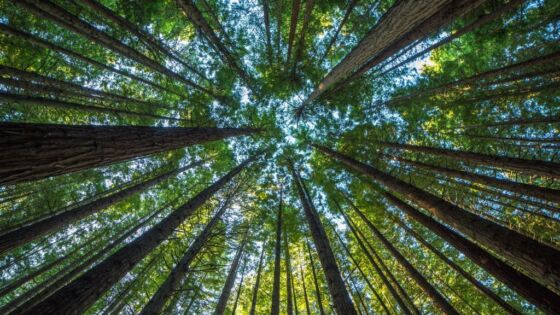 Corso Ayurveda a Trento: la natura che si esprime