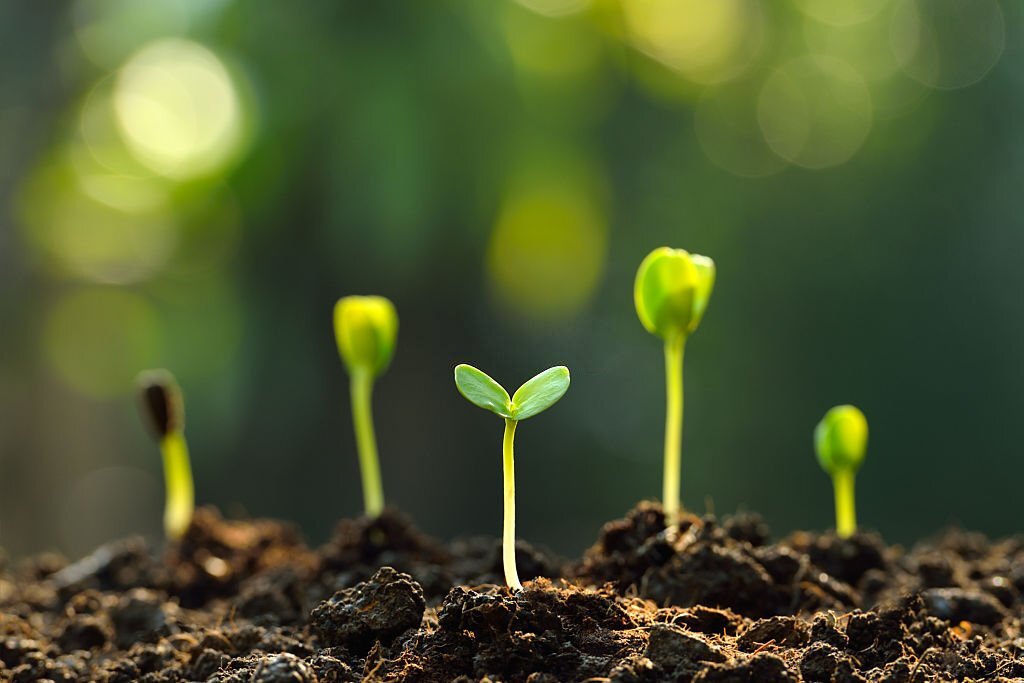 Il corso di riflessologia plantare elemento terra a Potenza