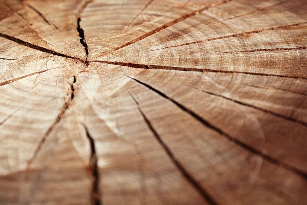 Corso di riflessologia plantare elemento legno a Frosinone