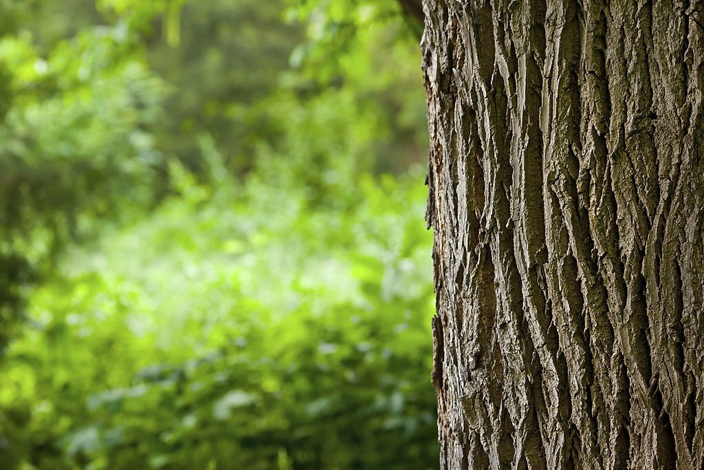 Corso di riflessologia plantare elemento legno a Rimini