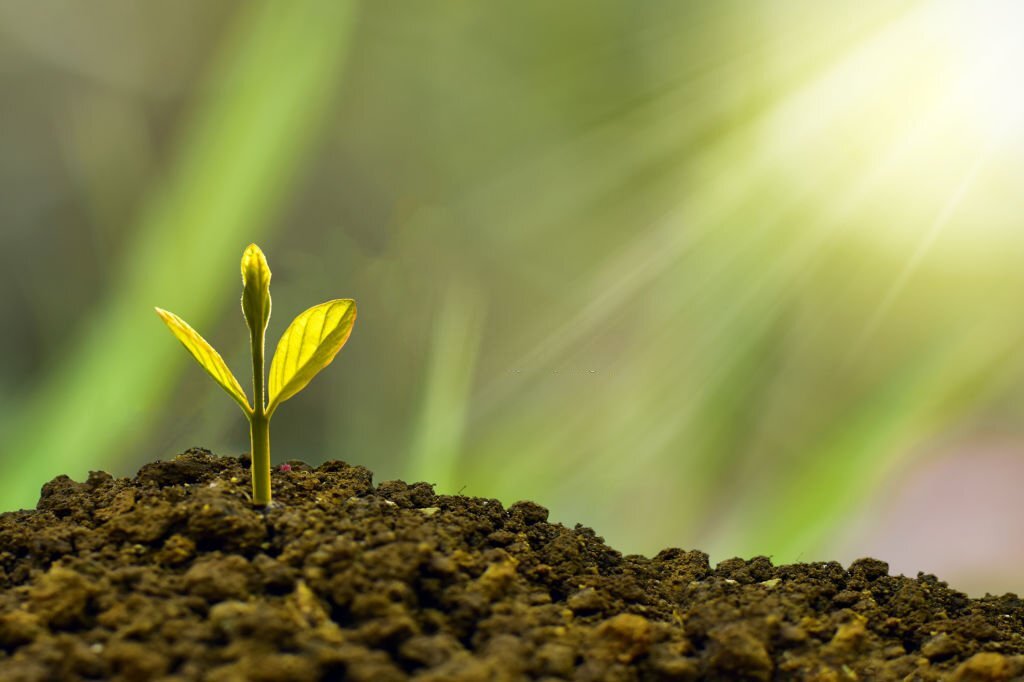 Corso di riflessologia plantare elemento terra a Bergamo