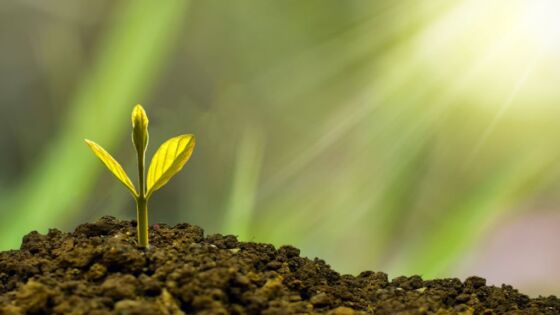 Il corso di riflessologia elemento terra a Piacenza