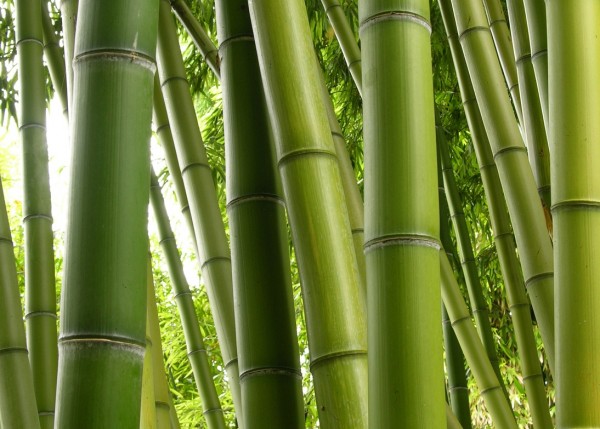 Il corso di bamboo massage a Bologna