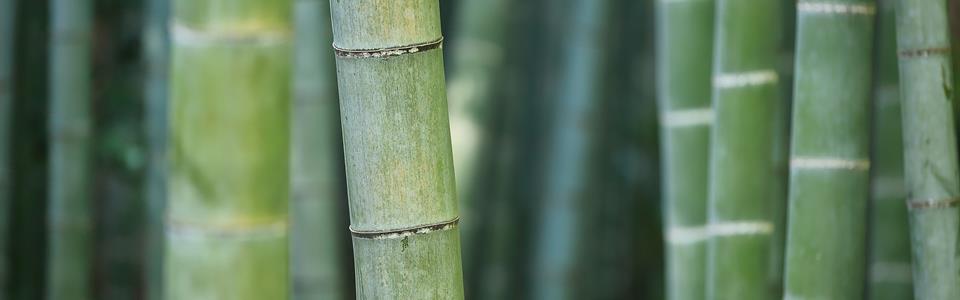 Il corso di bamboo massage a Grosseto