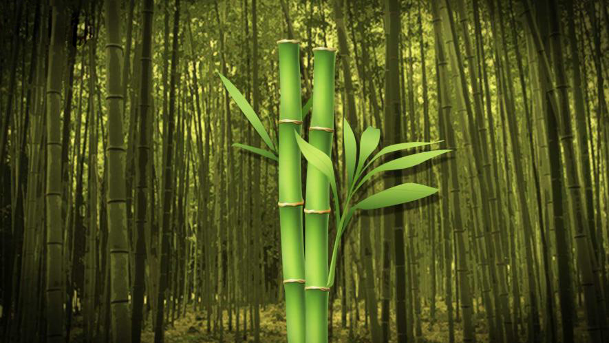 Il corso di bamboo massage a Udine