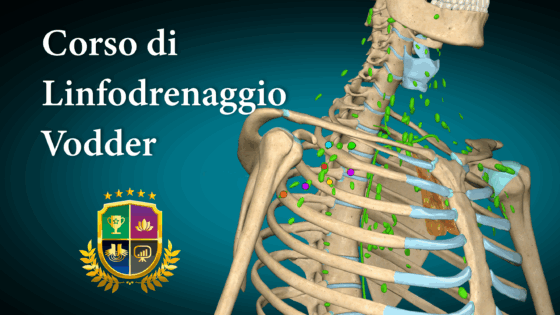 CORSO DI LINFODRENAGGIO METODO VODDER - EVOLUTION NACADEMY®