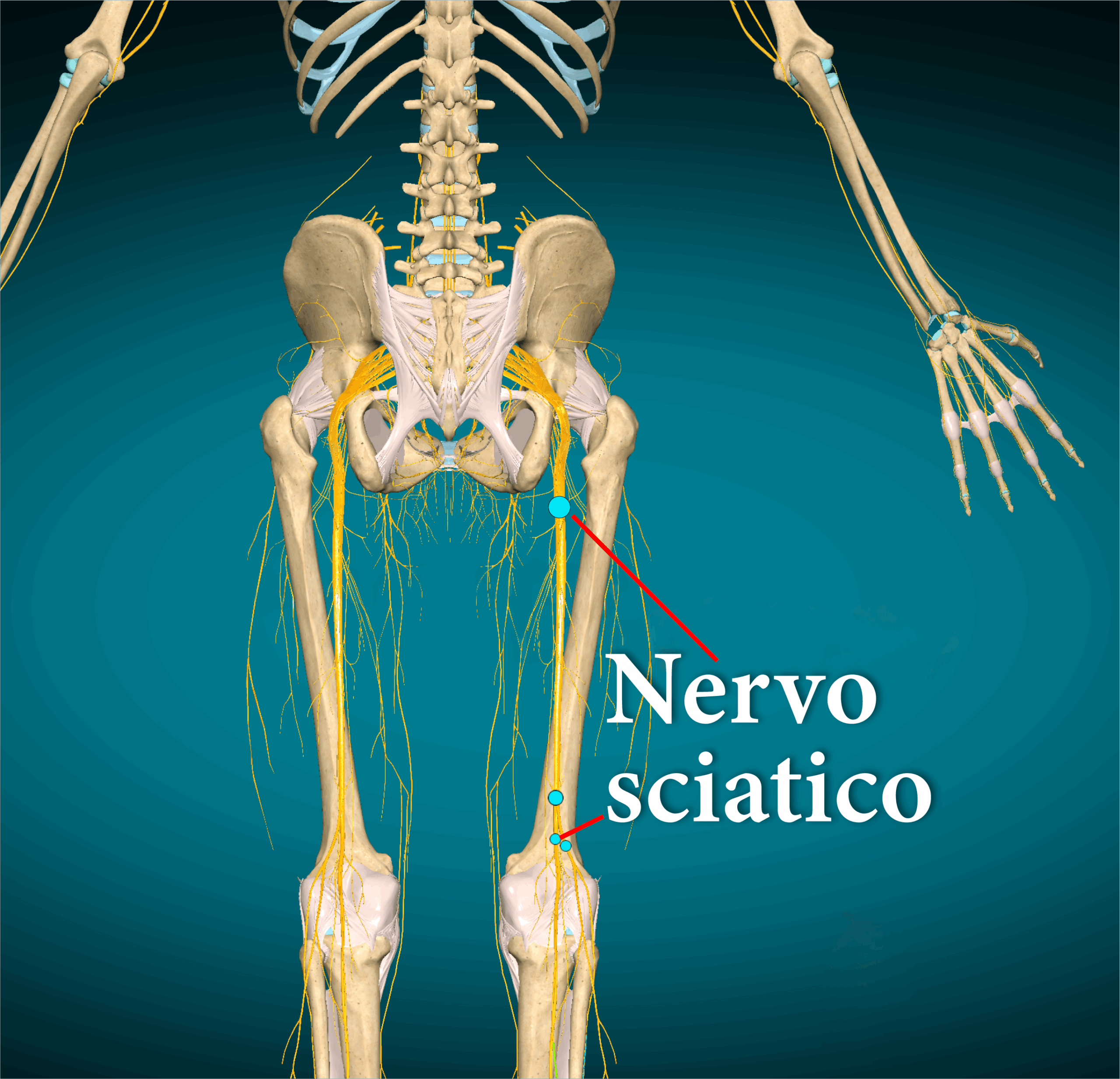SCIATALGIA _ come trattarla? Scuola di Massaggio Evolution Academy®